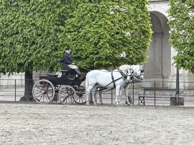 Christiansborg 旁的馬場,黑馬車和兩匹白馬。