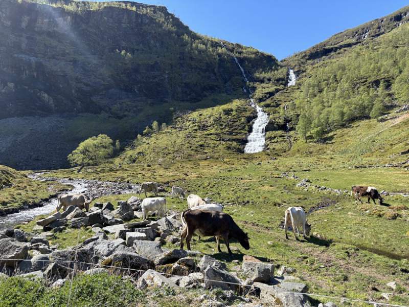 Flåm 谷地,瀑布和牛群。
