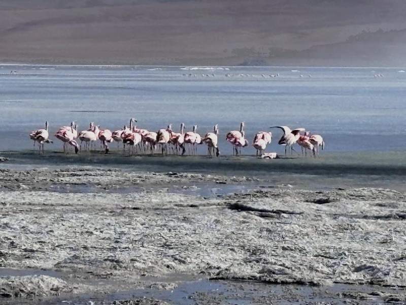 Laguna Colorada 的紅鶴。