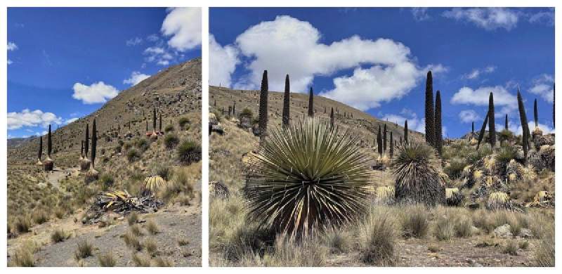 Puya raimondii,安地斯女王:遠看是一根根黑色的柱子,走近是一顆顆大刺球。
